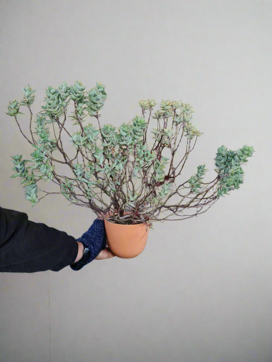 Succulent bushy assorted planted in terracotta pot i-go-eco