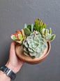 Succulent mix bowl