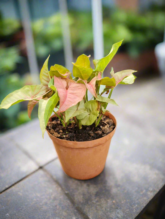 Syngonium Neon