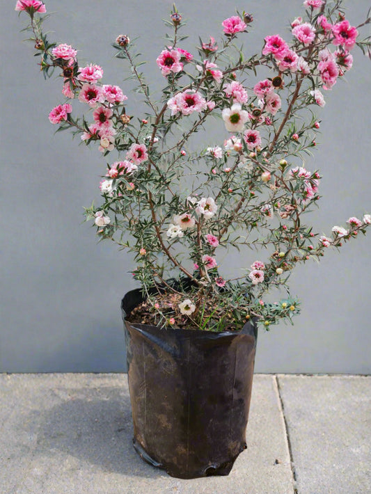 Tea Bush