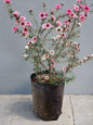 Tea Bush