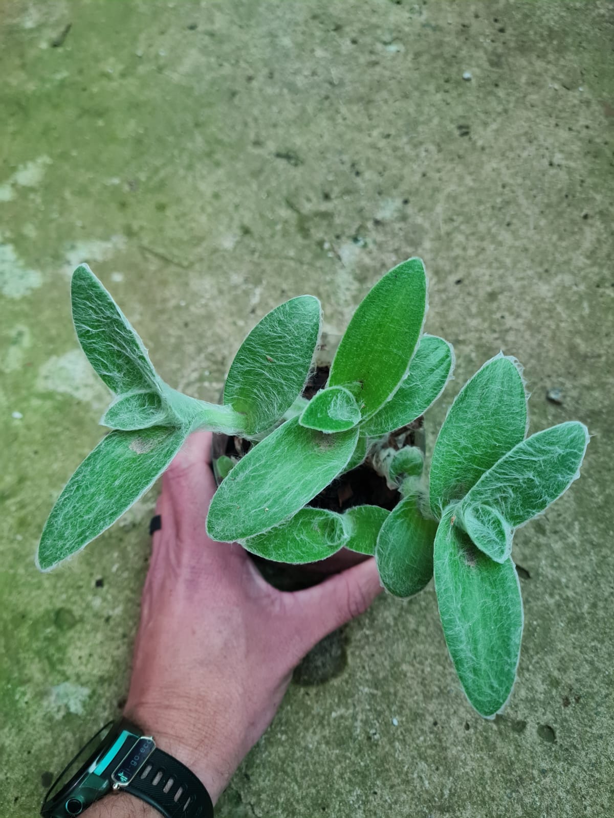 Tradescantia Sillamontana