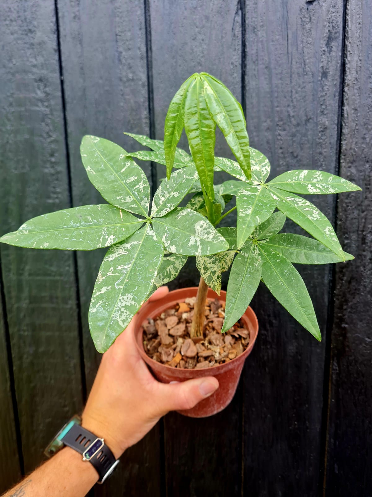 Variegated Pachira Aquatica Money Tree