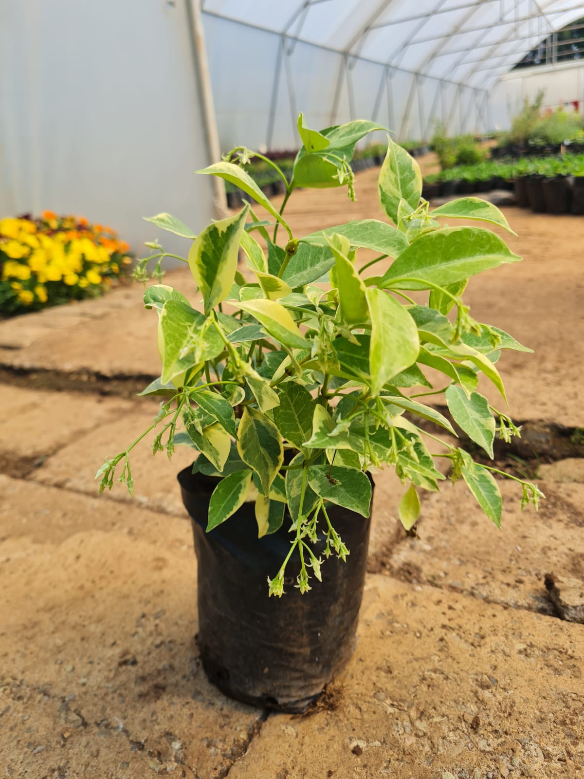 Variegated Star Jasmine Trachelospermum jasminoides