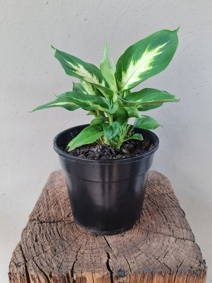 Dieffenbachia Camilla