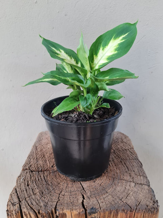 Dieffenbachia Camilla