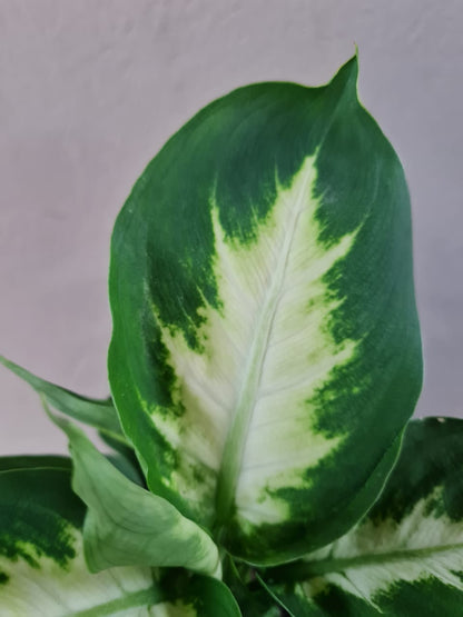 Dieffenbachia Camilla