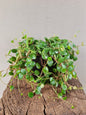 Peperomia Pepperspot