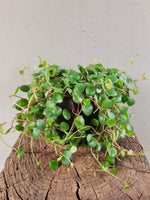 Load image into Gallery viewer, Peperomia Pepperspot
