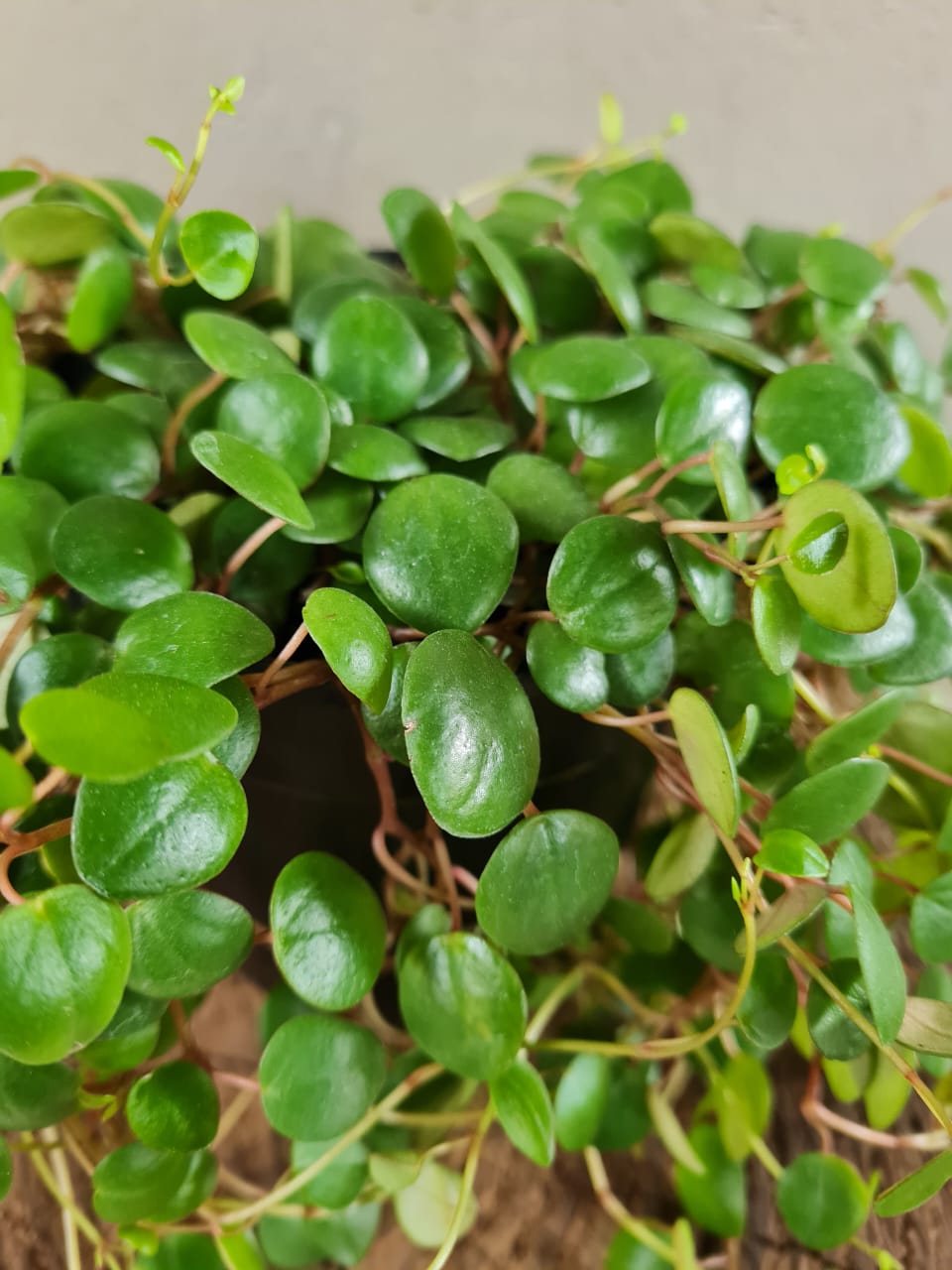 Peperomia Pepperspot