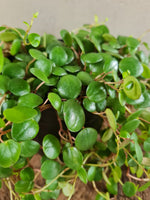 Load image into Gallery viewer, Peperomia Pepperspot
