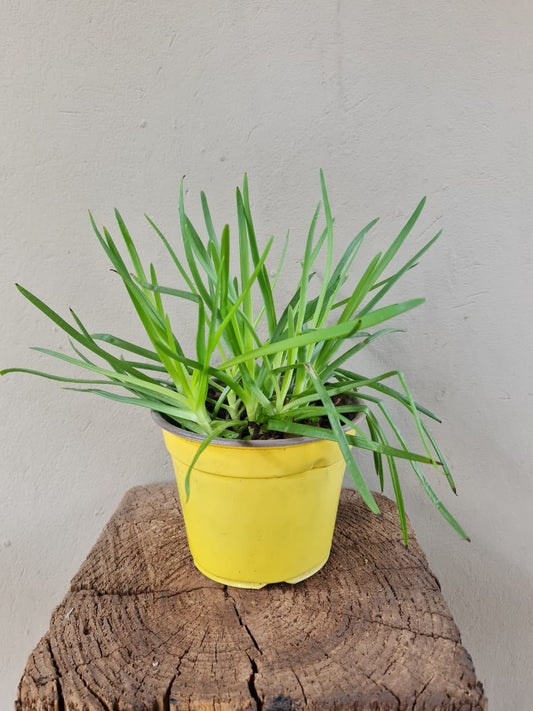 Bulbine frutescens