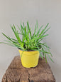 Bulbine frutescens
