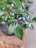 Load image into Gallery viewer, Goldfish Plant
