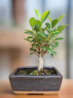 Load image into Gallery viewer, Ficus Tiger Bark
