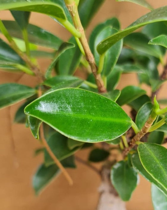 Ficus Tiger Bark