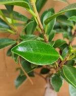 Load image into Gallery viewer, Ficus Tiger Bark
