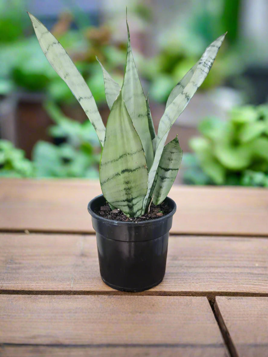 Snake Plant Moonshine