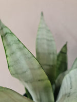 Load image into Gallery viewer, Snake Plant - Moonshine Mother in laws tongue
