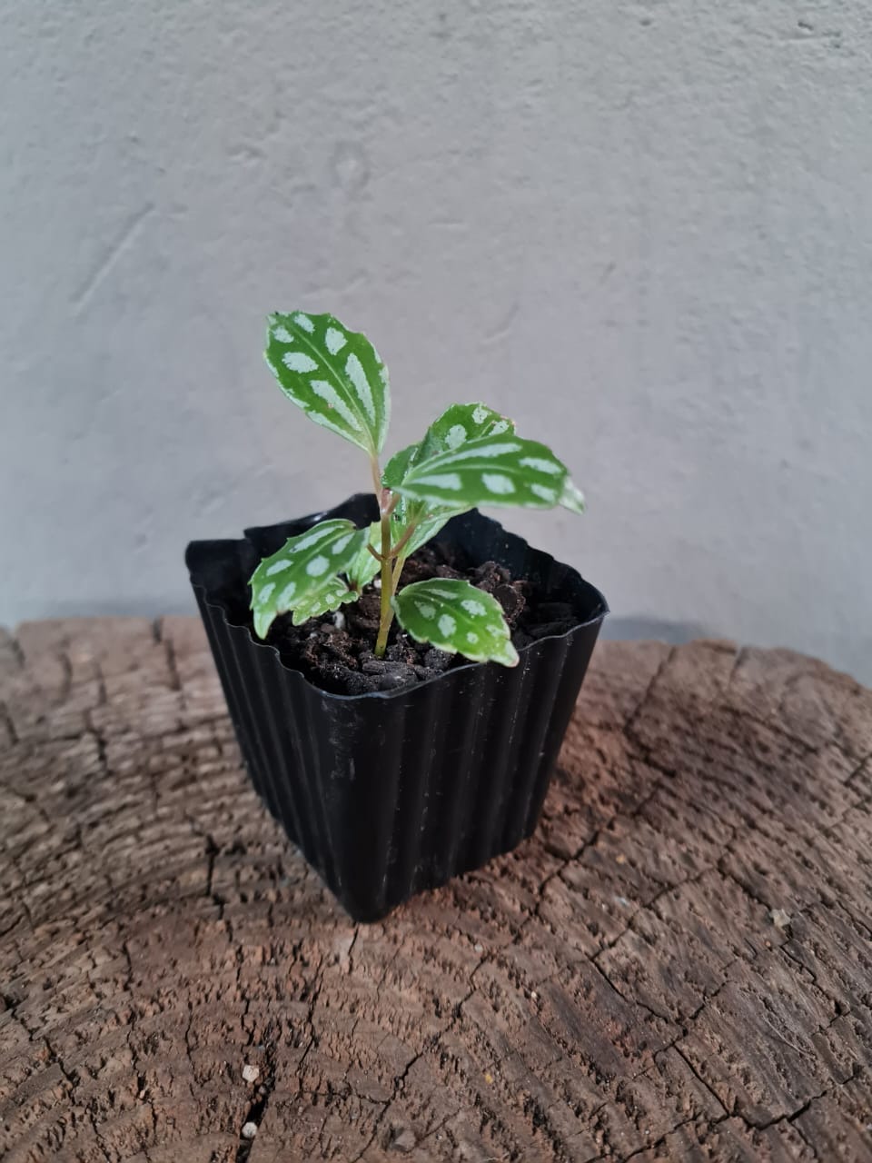 Pilea Cadierei Small