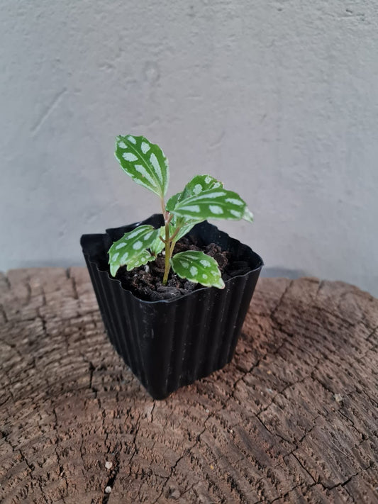 Pilea Cadierei Small