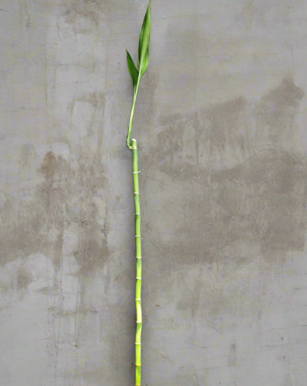 Lucky Bamboo
