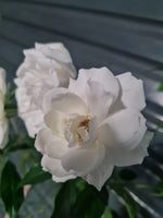 Load image into Gallery viewer, Rose Iceberg
