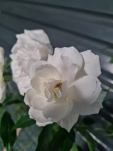 Rose Iceberg