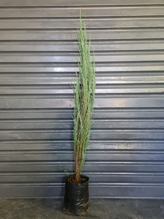 Juniperus Skyrocket