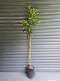 Viburnum Sinensis