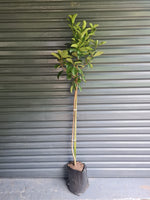 Load image into Gallery viewer, Viburnum Sinensis
