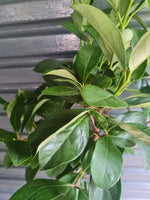 Load image into Gallery viewer, Rhaphiolepis indica

