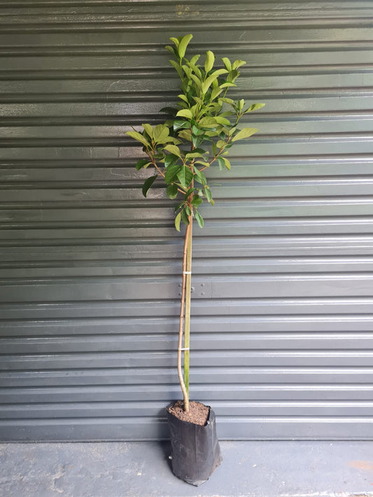 Rhaphiolepis indica