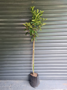 Rhaphiolepis indica