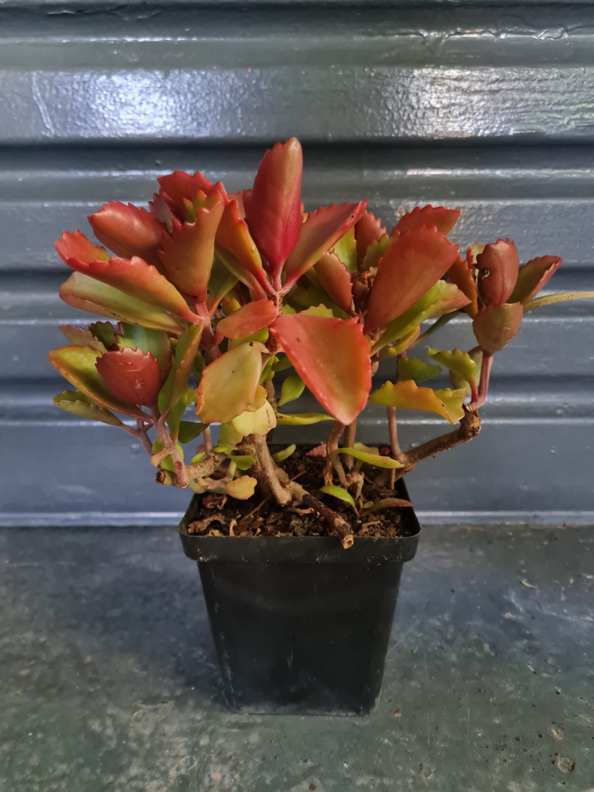 Kalanchoe Sexangularis