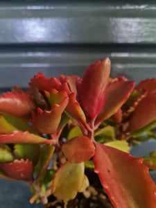 Kalanchoe Sexangularis