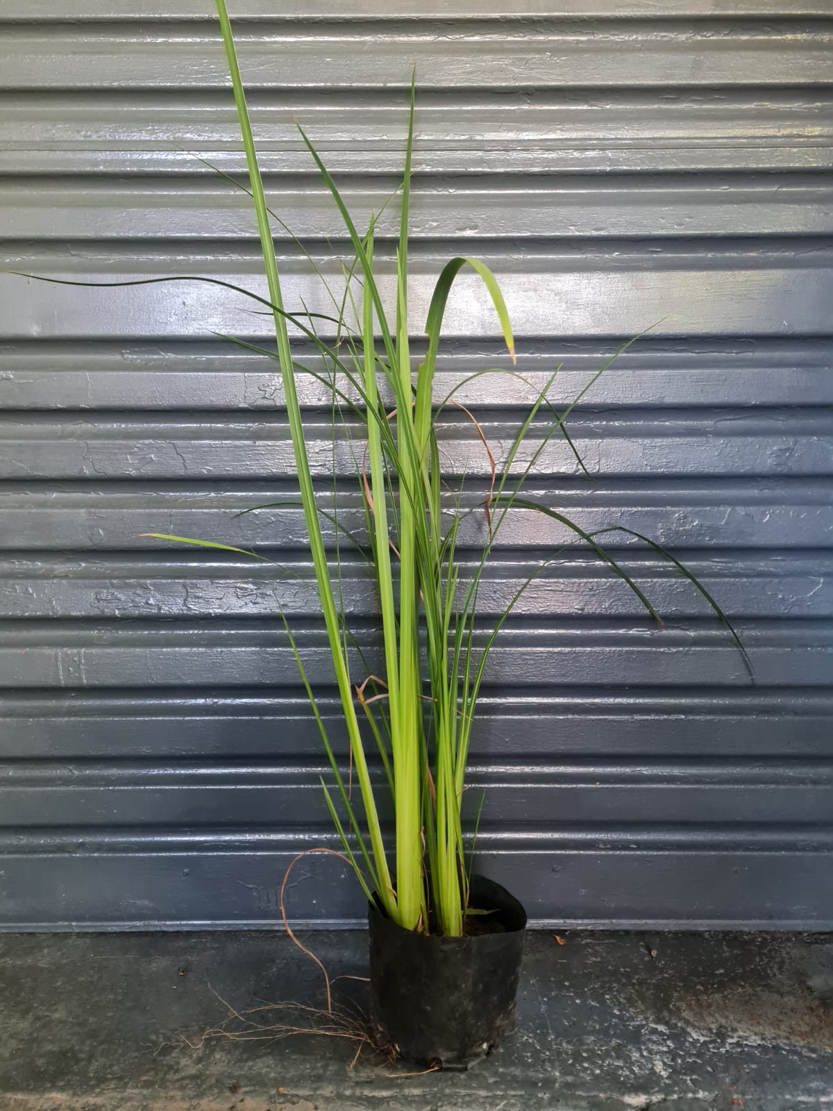 Dietes Bicolor