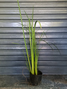 Dietes Bicolor