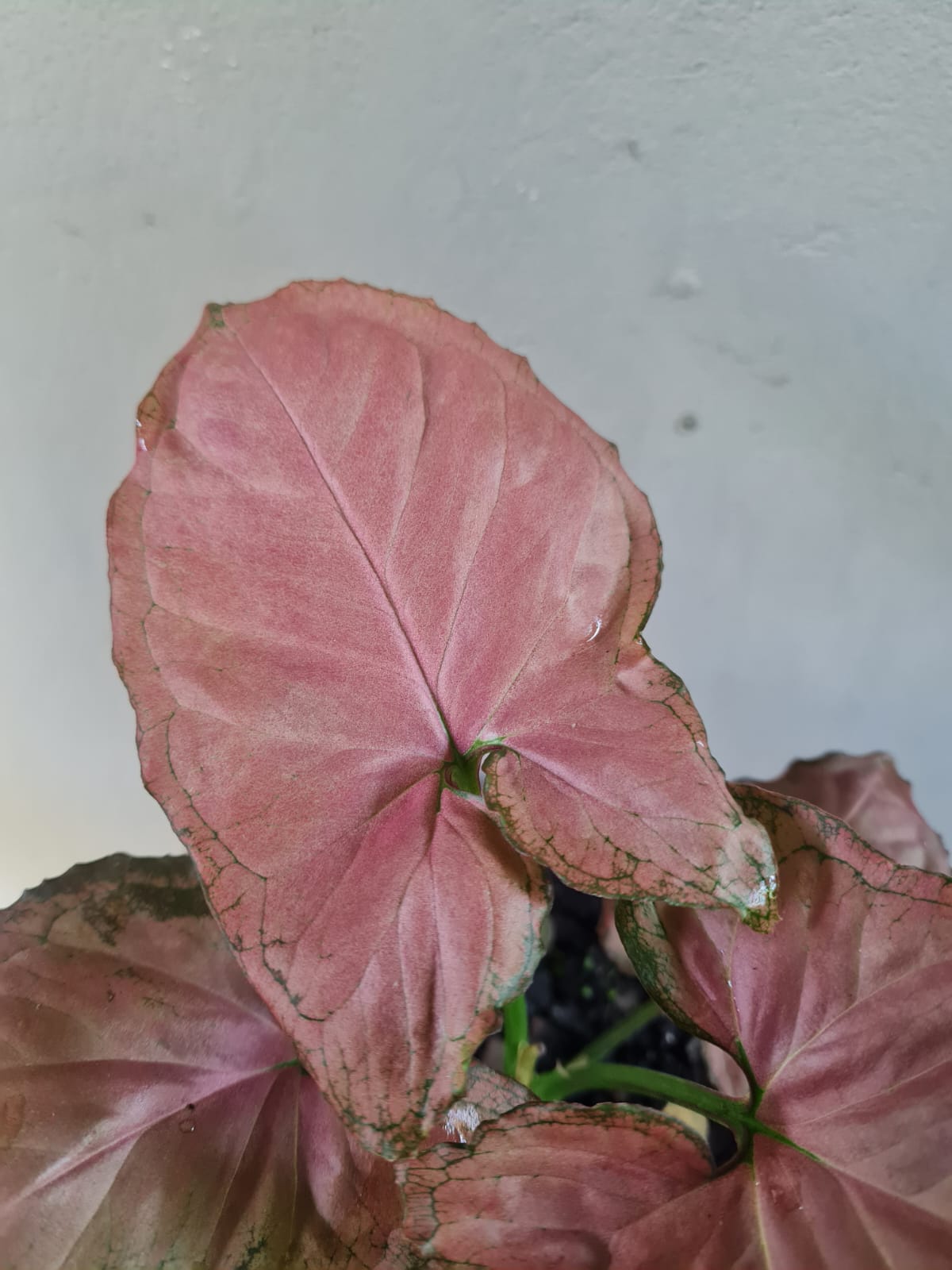 Syngonium Watermelon
