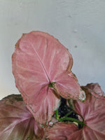 Load image into Gallery viewer, Syngonium Watermelon

