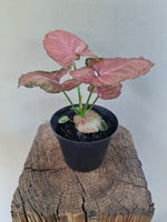 Load image into Gallery viewer, Syngonium Watermelon
