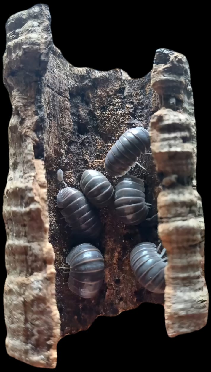 Hissing Isopods