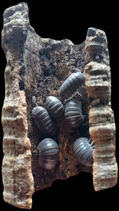 Hissing Isopods