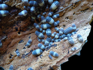 Isopods Panda King