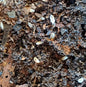 Dwarf White Isopods