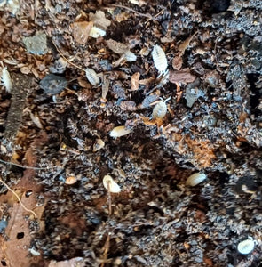 Dwarf White Isopods
