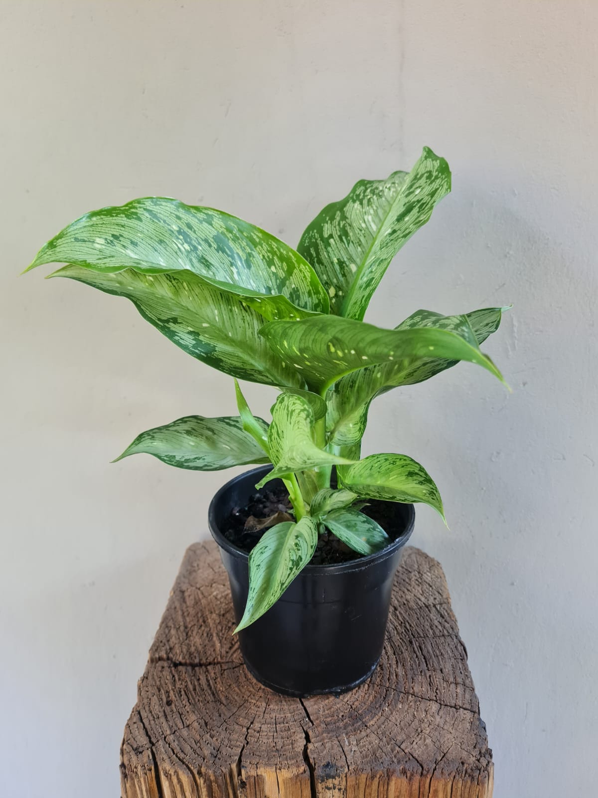 Dieffenbachia Memoria Corsii