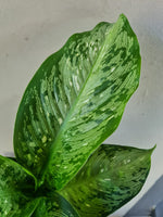 Load image into Gallery viewer, Dieffenbachia Memoria Corsii
