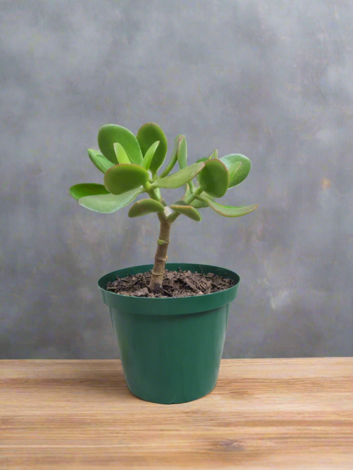Jade Money Plant