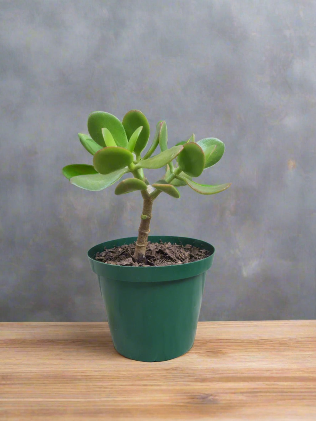 Jade Money Plant